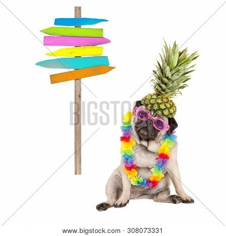 Summer Pug Dog Sitting Down With Colorful Hawaiian Flower Garland, Pink Sunglasses And Pineapple Hat