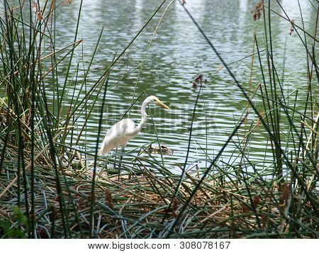 A Great White Egret Fishes In White Rock Lake Standing On A Reed Bed With Several Pet Store Green Tu