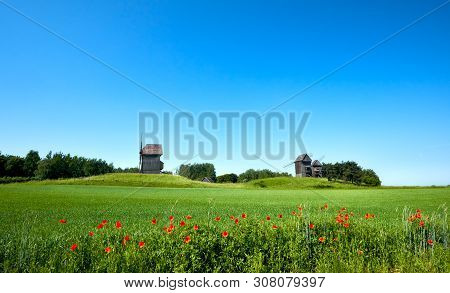 Rural Landscape With Historical Windmills Behind Wheet Field In Spring With Orange Poppy Flowers In 