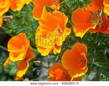 Wallflowers (erysimum) On The Rocky Wall