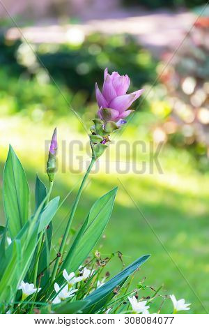 Amazing Landscape . Siam Tulip (krachiew Flowers) In Sai Thong National Park ,krachiew Flowers And G