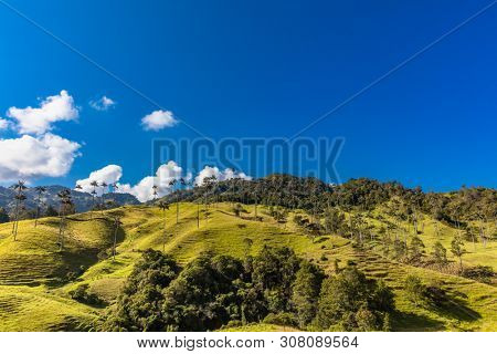 Bosque De Palma De Cera La Samaria near San Felix near Salamina Caldas in Colombia South America