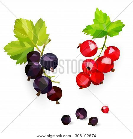 Berries Of Black And Red Smrodina On A Branch In The Style Of Low Poly On A White Background, Isolat