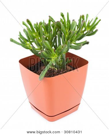 Crassula