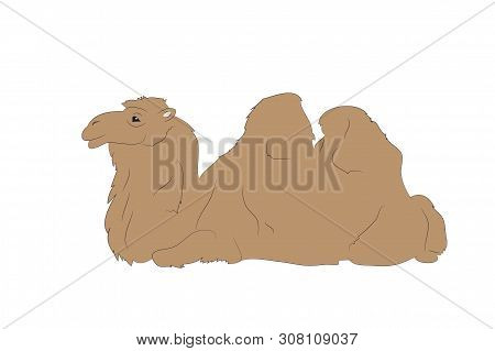 Vector Illustration Of A Camel That Lies, Drawing Color, Vector, White Background