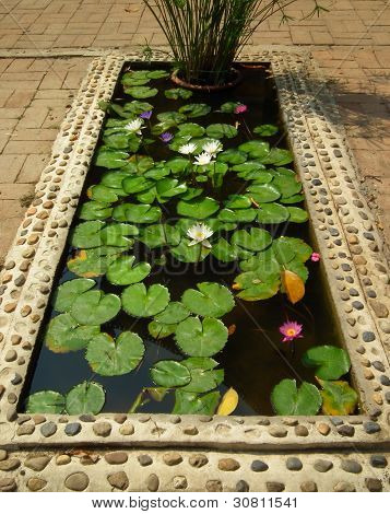Lotus Pond