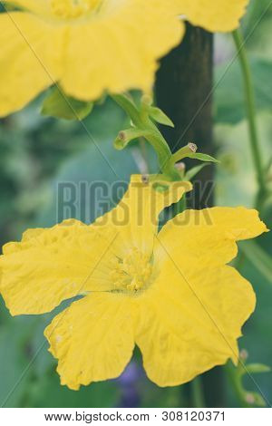 Yellow Flower Of Luffa, Sponge Gourd, Smooth Loofah, Vegetable Sponge, Gourd Towel In The Vegetable