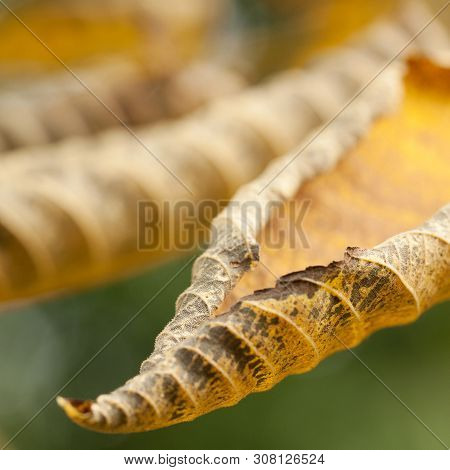 Autumn Rolled Yellow Leaves