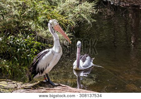 Two large waterfowl Australian pelicans with a pink beak swim in a shallow pond. Pelicans are looking for fresh fish. Australian park. Ecotourism concept