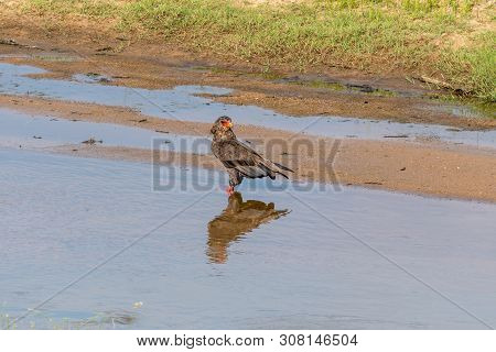 A Bateleur, Terathopius Ecaudatus, Standing In A River And Looking Backwards