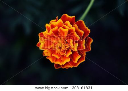 Closeup Photography Marigold On Blured Background. Amazing Flowers.