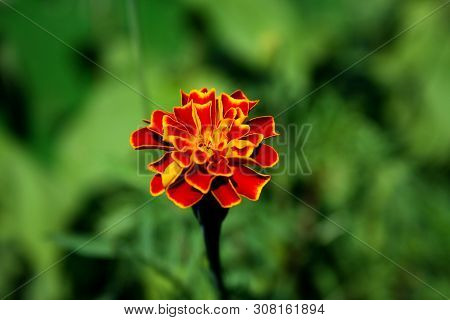 Closeup Photography Marigold On Blured Background. Amazing Flowers.