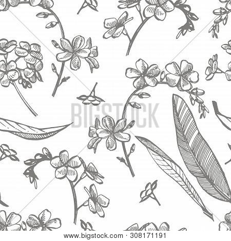 Forget-me-not Flowers. Botanical Illustration. Good For Cosmetics, Medicine, Treating, Aromatherapy,
