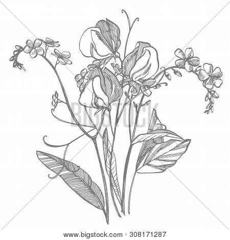 Branch Of Wild Plant Forget-me-not And Sweet Peas. Vintage Engraved Illustration. Bouquet Of Hand Dr