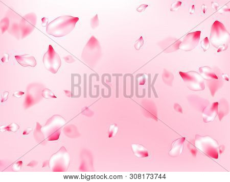 Japanese Cherry Blossom Pink Flying Petals On Rose Color Background. Isolated Flower Parts Wedding D