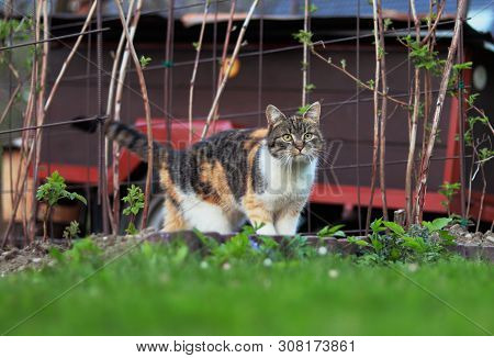 Colourful Domestic Kitten Walks In Raspberry Bush In Spring. Wonderful Felis Catus Explore Her Terri