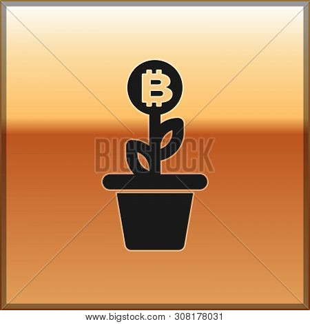 Black Bitcoin Plant In The Pot Icon Isolated On Gold Background. Business Investment Growth Concept.