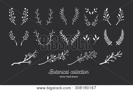 Vector Hand Drawn Vintage Floral Elements. Set Of Forest Doodle Flowers And Brunches For Wedding, Bi