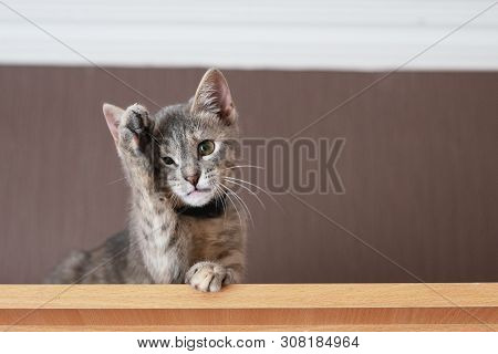 Funny Gray Kitten Wipes His Paw Face. The Kitten Is Looking At The Camera. Shallow Depth Of Field
