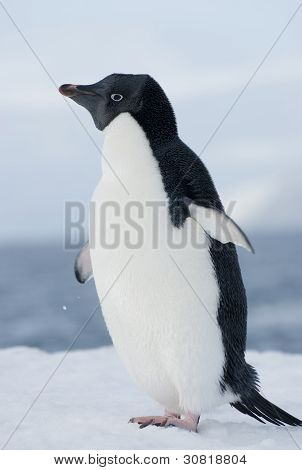 青い空、雪の中でのアデリー ペンギン。