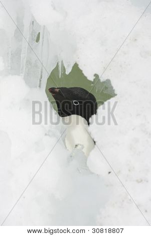 アデリー ペンギンは雪の中からお探しの亀裂します。