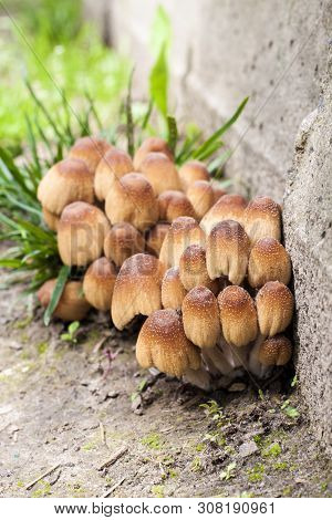 Young Fruit Bodies Of Glistening Inkcap Mushroom (coprinellus Micaceus) Near Concrete Wall