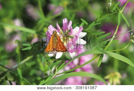 Small Orange Colored Skipper Butterfly Sitting On A Pink Crown Vetch Blossom