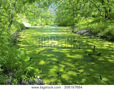 The River, The Surface Of Which Is Completely Covered With A Tiny Plant Lemna Of The Family Aroid