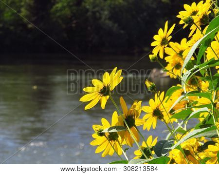 Jerusalem Artichoke ( Helianthus Tuberosus ) Flower. River Ibar, Serbia.