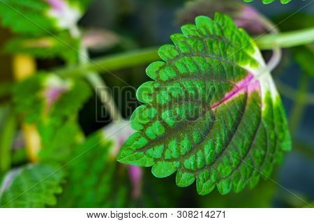 Red And Green Leaves Of The Coleus Plant, Plectranthus Scutellarioides, Close Up.