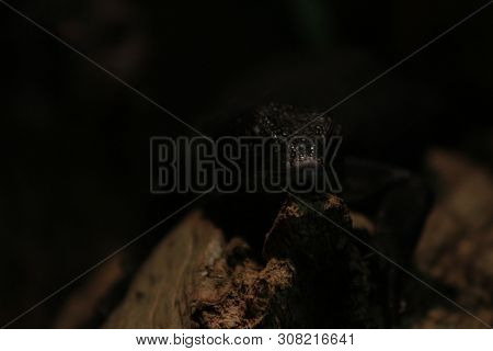 Varanus Beccarii, Also Known As Black Tree Monitor
