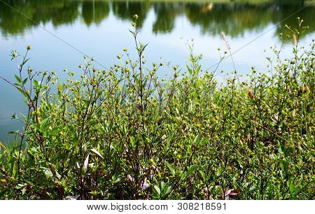 Devils Beggarticks (bidens Frondosa) Bloom Beside A Small Lake In Joliet, Illinois During September.