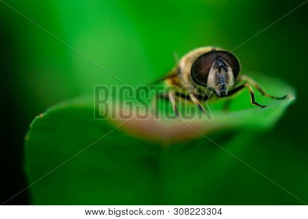 Hoverfly Sits On A Leaf, Macro Photo, Close-up, Syrphidae, Arthropoda, Insecta, Diptera