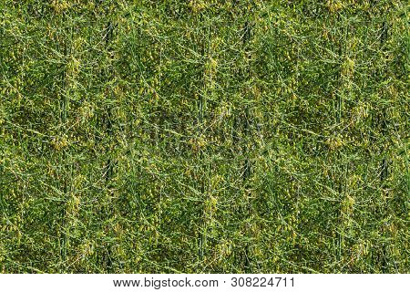 Seamless Horizontal Texture Of Green Asparagus With Yellow Seeds, Or Garden Asparagus, Folk Name Spa
