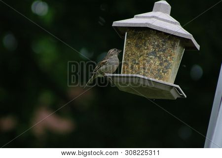 House Sparrow With Suet Pellet In Bill On Bird Feeder