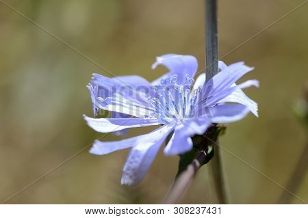 Chicory Flower On The Lawn On A Sunny Summer Day Close-up