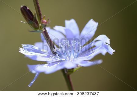 Chicory Flower On The Lawn On A Sunny Summer Day Close-up