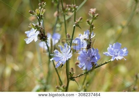 Chicory Flowers On The Lawn On A Sunny Summer Day Close-up