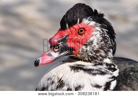 Portrait Of Indoout (musk Duck, Barbarian Duck, Mute Swan) Close-up On A Farm.