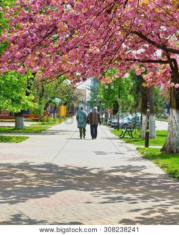 Spring Street With Cherry Blossoms, Green Lawns With Dandelions, Benches, Parked Cars, Pay Phone. Pe