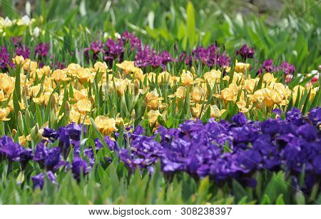 The Plot Is Planted With Blooming Bright Dwarf Irises Of Different Varieties. Spring.