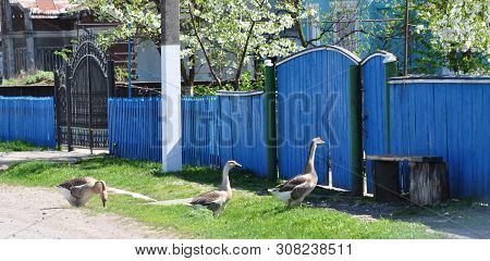 Blue Wooden Long Fence. Three Geese Who Came Home From A Walk. Wooden And Metal Gates. Rural Landsca