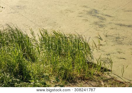 Blue River Water With Green Duckweed Lemna Plants. Ecology Problems Or Wildlife Nature Landscape