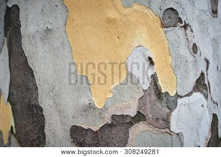 Texture Of Platan Tree Bark. Background For Design