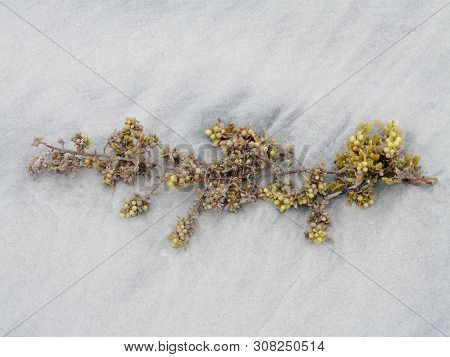 Sargassum Seaweed Washed Up On A Georgia Beach Against A Background Of White Sand That Is A Little D
