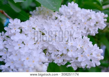 White Lilac Shrub Flowers Blooming In Spring Garden. Common Lilac Syringa Vulgaris Bush. Close-up Wi