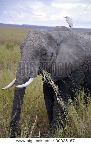 ELEFANT på Amboseli National Park