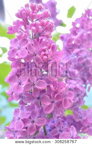 Lilac Shrub Flowers Blooming In Spring Garden. Common Lilac Syringa Vulgaris Bush. Close-up With Sof