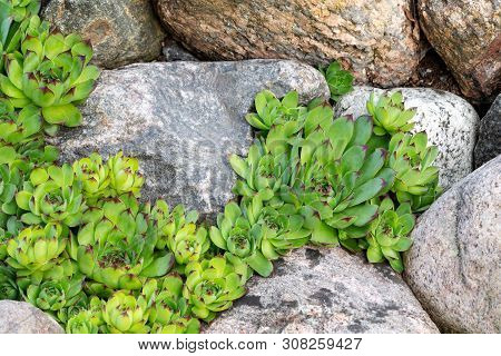 Perennial Plant Sempervivum As Houseleek In A Rock Garden In Rockery In The Summer Garden