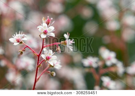 Blooming Flowers Of Saxifrage Umbrosa In The Summer Garden Close-up